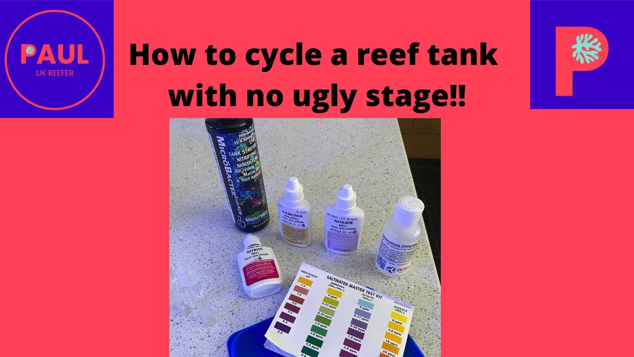 How to Cycle a Reef Tank with minimal ugly stage and avoid algae and dinos! #cycle #cyclingreeftank
