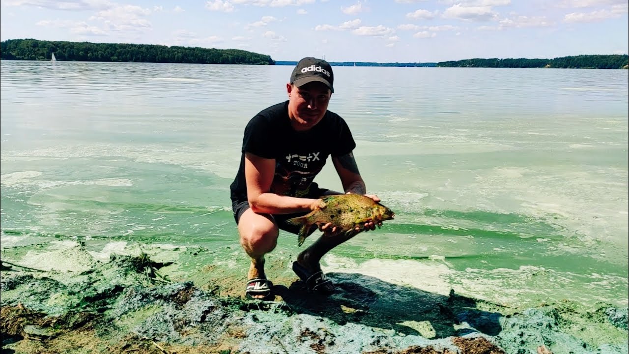ATOSTOGOS | Žvejybą | Žalieji Kauno marių karšiai 😎😅🎣🎣🎣