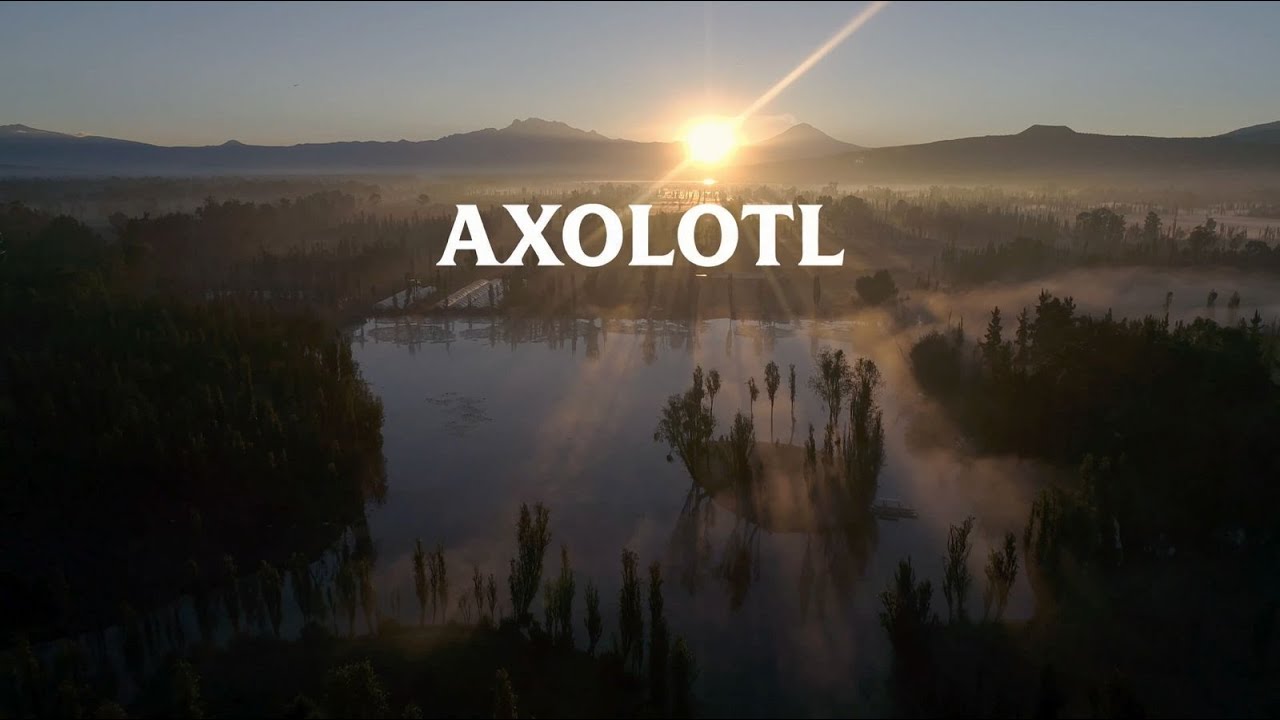 Axolotl | Barceló Films