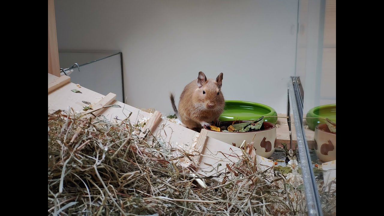 Mable - Probleme eines Zoohandel-Degus