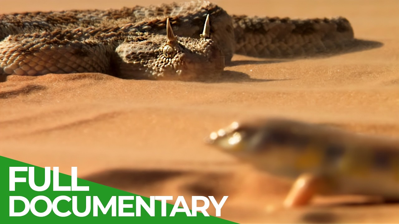Wild Frontier &ndash; Deserts of the Middle East | Free Documentary Nature