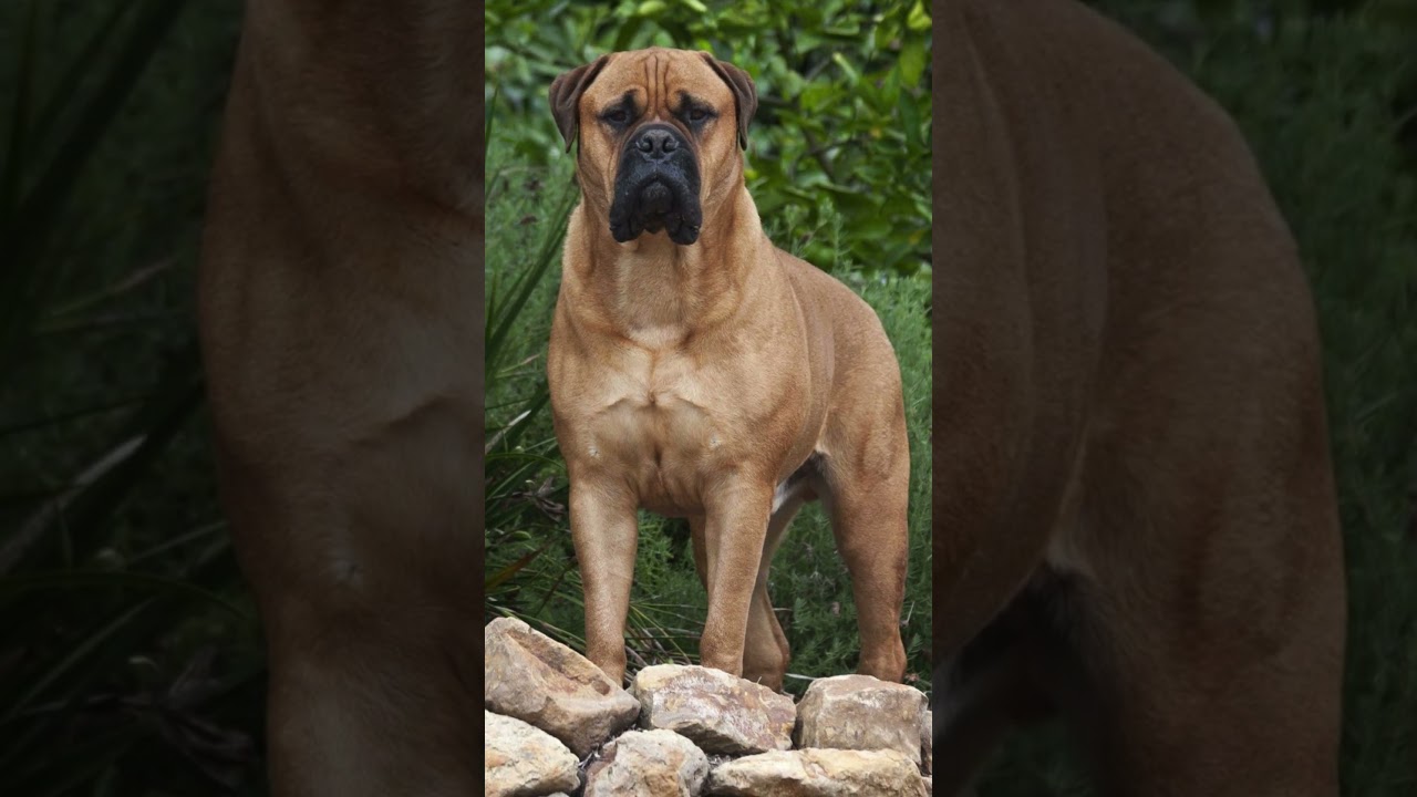 10 Mastiff Dog Breeds That Will Leave You in Awe