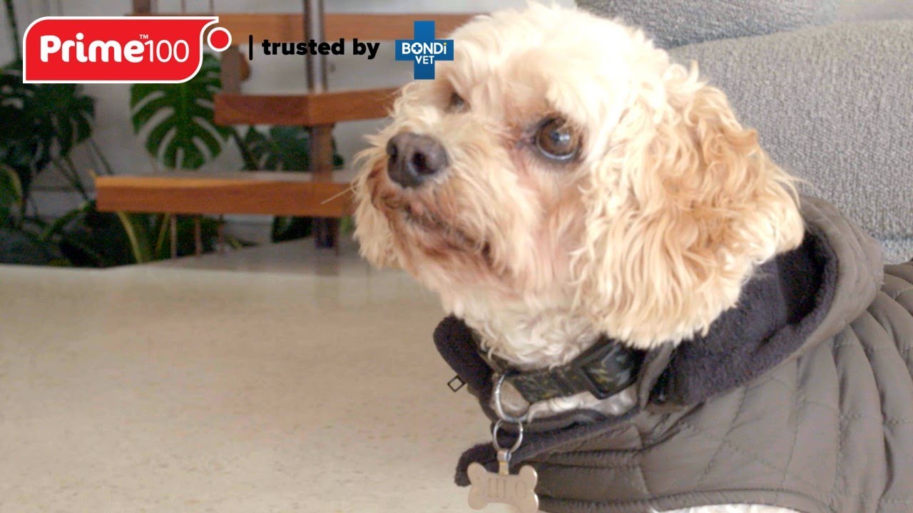 Helping Milo the Cavoodle Heal | Bondi Vet x Prime100