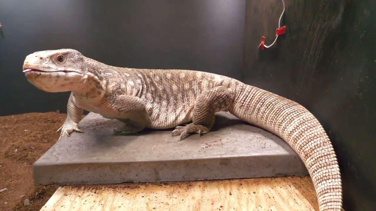 HELP YOUR LIZARD SHED! | ONLY WHEN THEY NEED IT! | GIANT SAVANNAH MONITOR