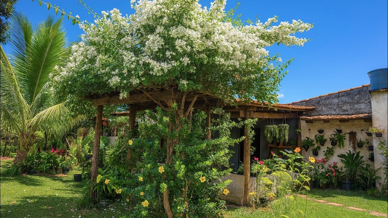 As Melhores Trepadeiras para o jardim: crescimento rápido e flores o ano todo 