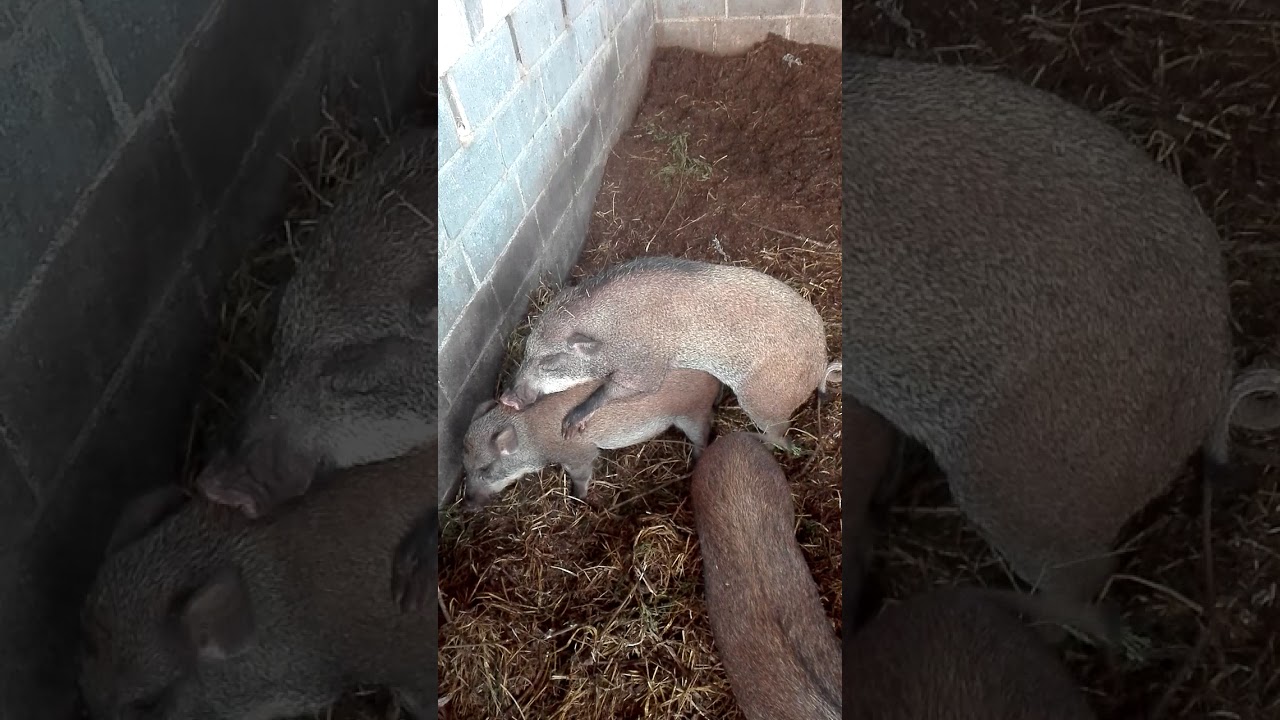 หมูป่าอินทรีย์ - ชาลีมา คอนสวรรค์ ชัยภูมิ