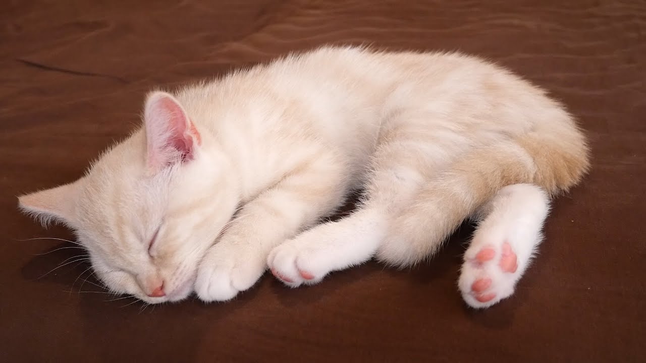 初めての耳掃除を体験した子猫がこうなりました