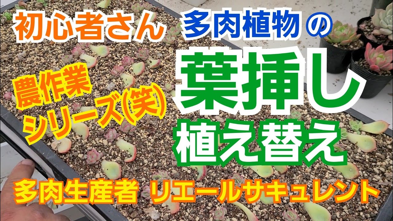 【多肉植物】初心者さん🎶葉挿しの植え替えです～🎶