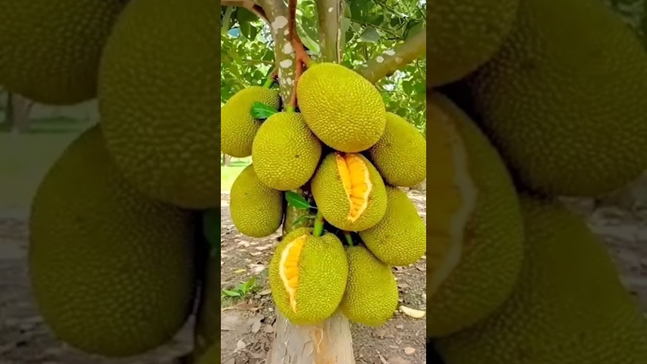 🌱 Как легко размножить джекфрут | Учебное пособие по садоводству в режиме реального времени | Уко...
