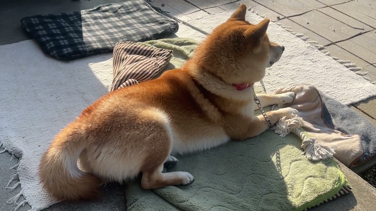自治体による奉仕活動(ウソ)(柴犬)