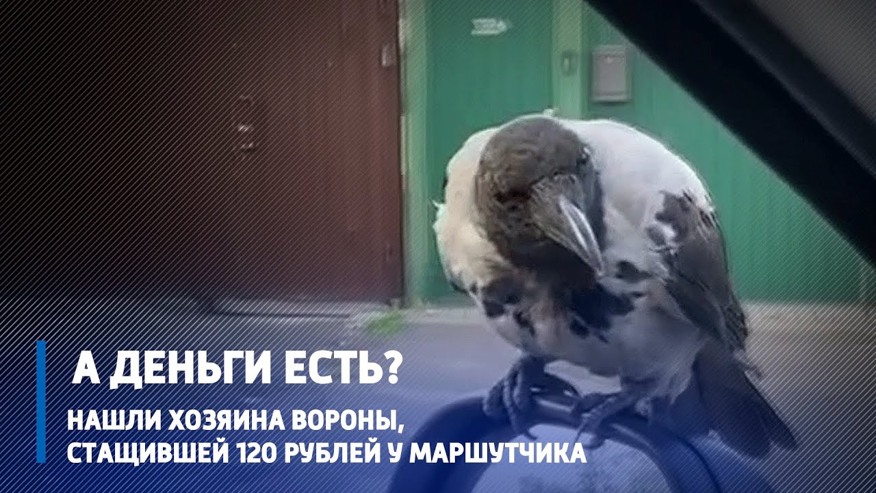 Ворона в Гомеле украла у водителя маршрутки приличную сумму денег. Пообщались с ее бывшим хозяином