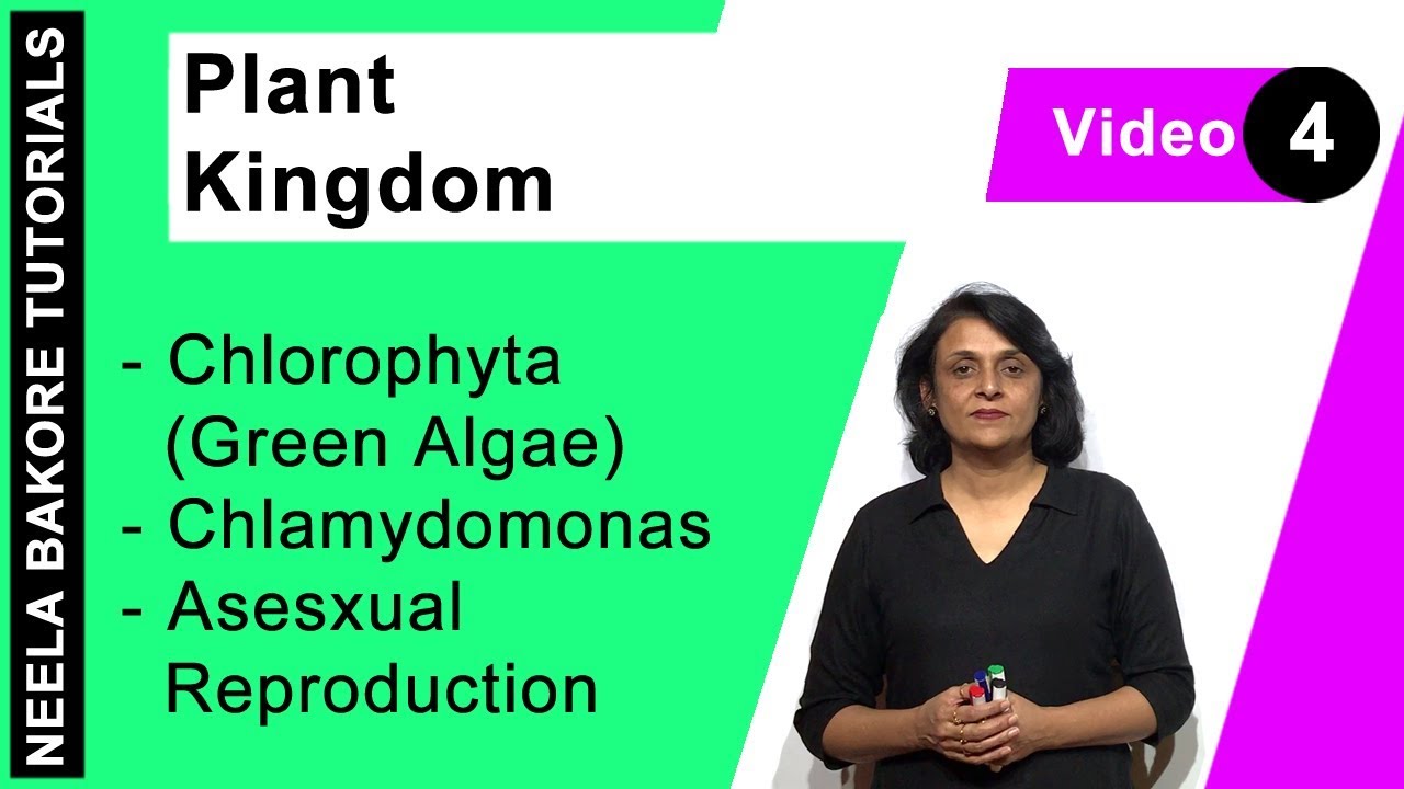 Plant Kingdom | NEET | Chlorophyta (Green Algae) - Chlamydomonas - Asesxual Reproduction | Dr. Neela