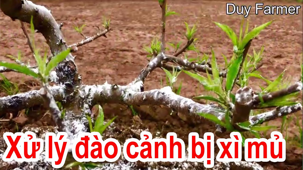 Bài 3: Nguyên nhân và cách khắc phục đào cảnh bị xì mủ (chảy nhựa)