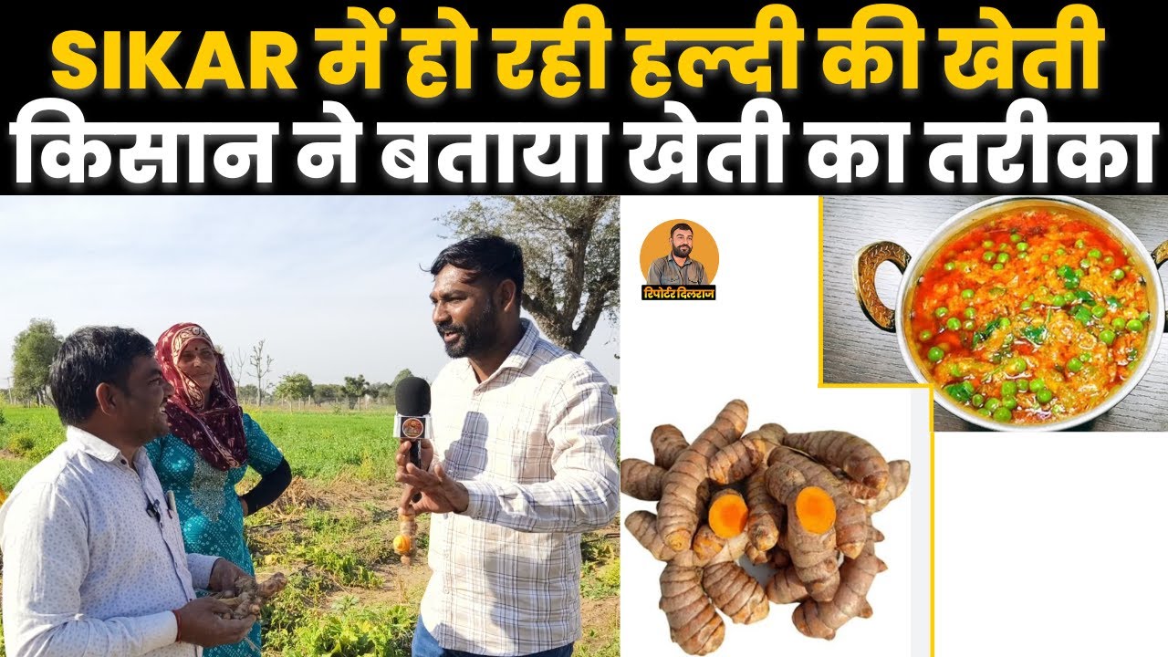 सीकर के पिपराली गाँव में हो रही हल्दी की खेती, किसान ने बताया खेती का तरीका, देखें ~