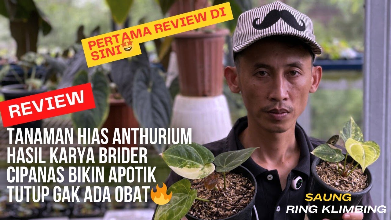 REVIEW TANAMAN HIAS ANTHURIUM HASIL KARYA BRIDER CIPANAS BIKIN APOTIK TUTUP GAK ADA OBAT🔥 PERDANA‼️