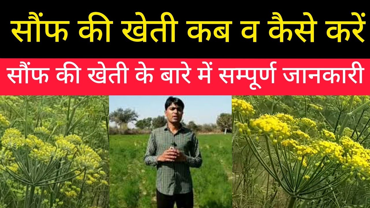 सौंफ की खेती-कब करें/कैसे करें/क्यों करें/कहाँ करें||Saunf Ki Fasal Nagaur Rajasthan||Sonf Ki Kheti