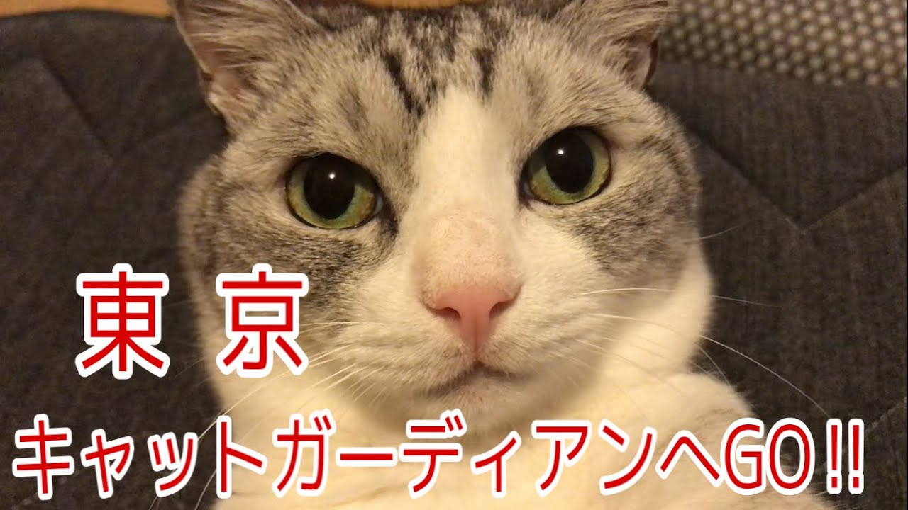 【必見】東京キャットガーディアンに行ってきました!!
