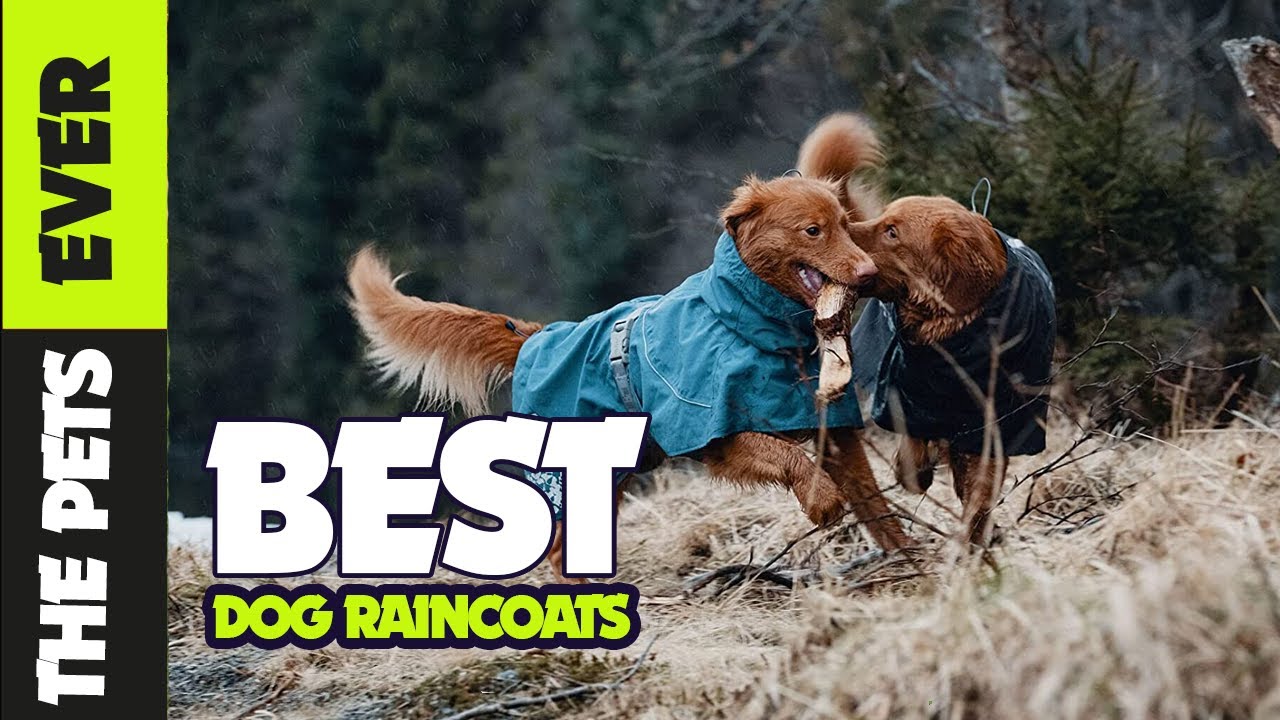 The 5 Best Dog Raincoats of 2023 | by The Pets Ever