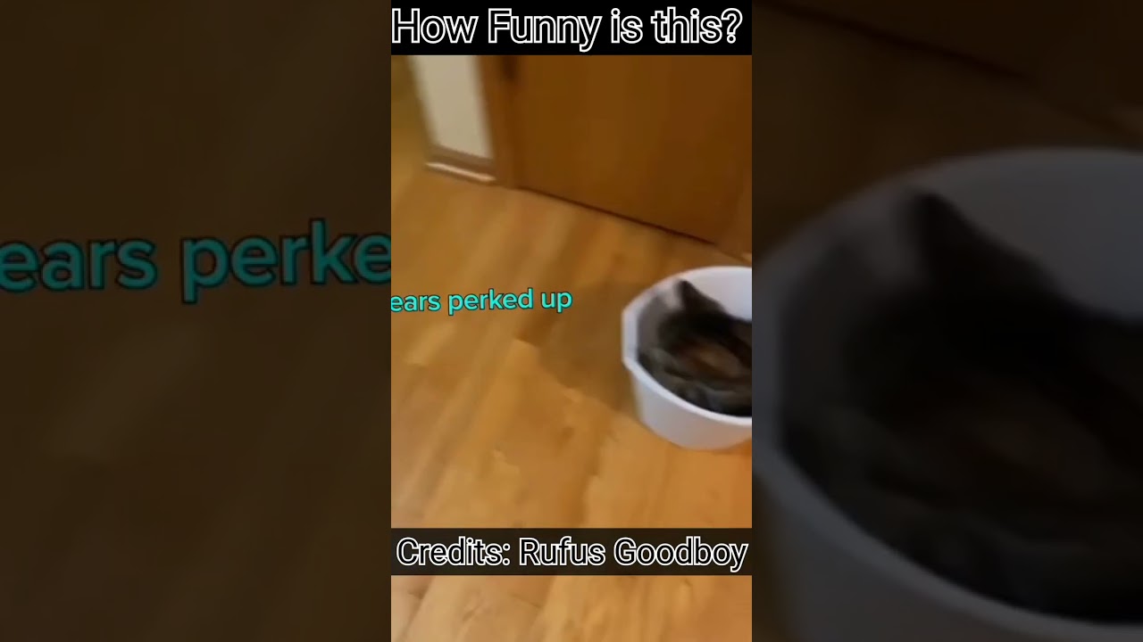 Cat Sea Shanty 😂😂 by Rufus Goodboy