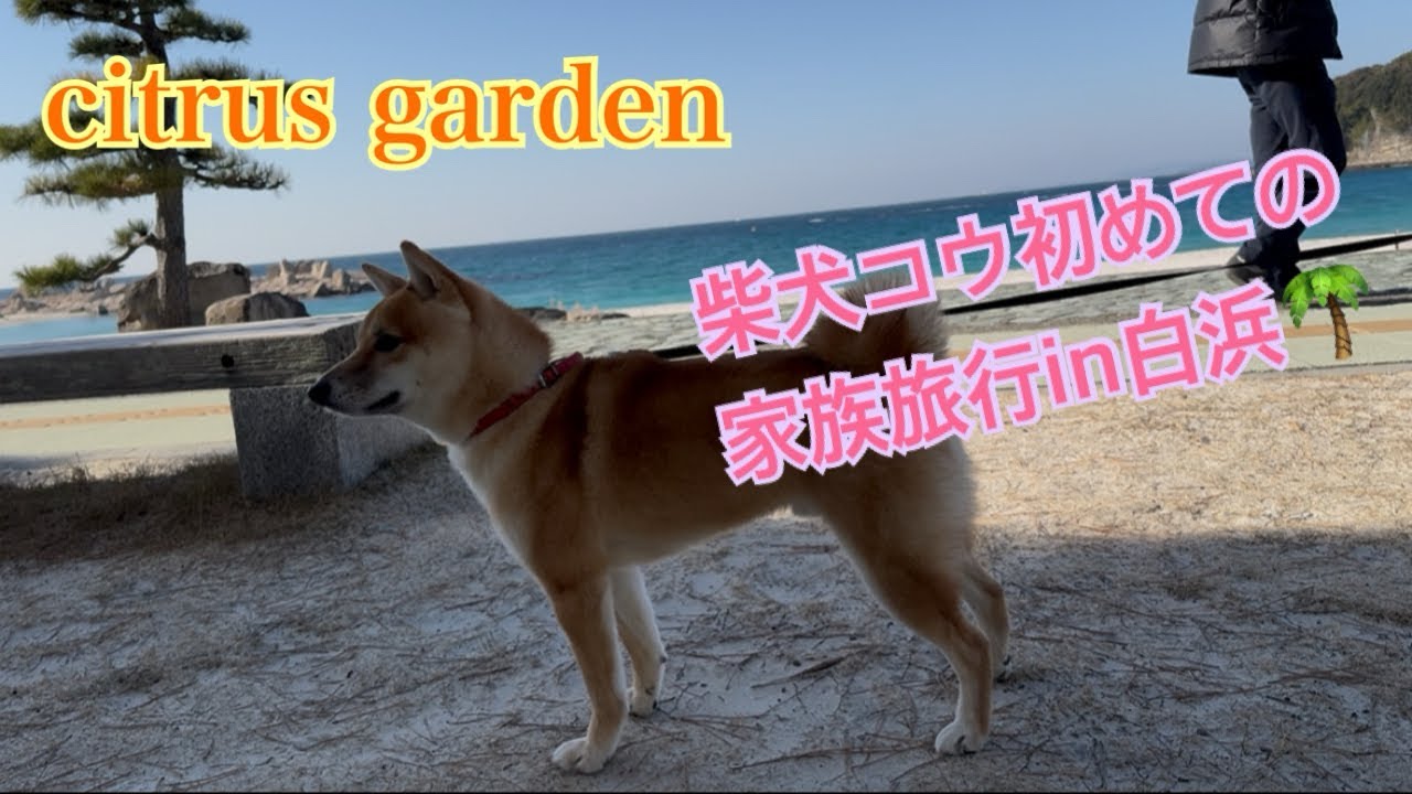 【犬連れ家族旅行】ゆる〜い旅🌴in白浜🌊