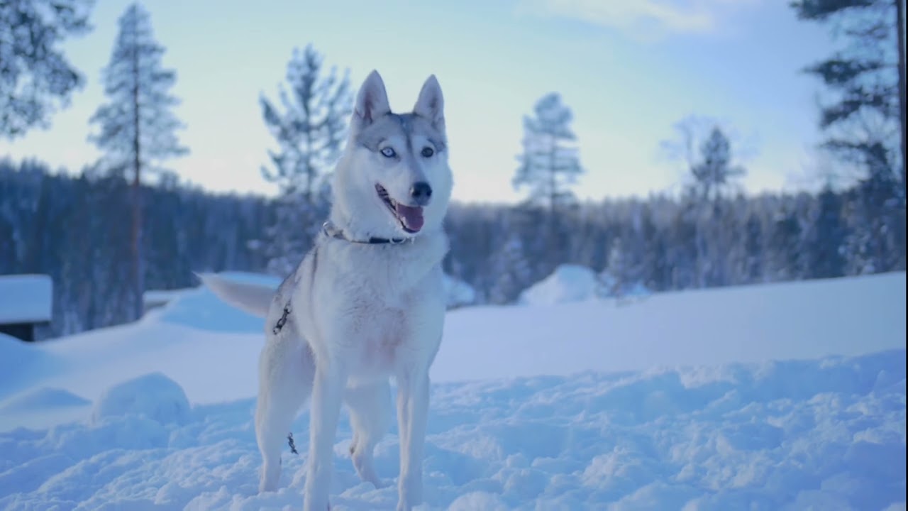 Star Arctic Hotel & Activities - Passion for Lapland