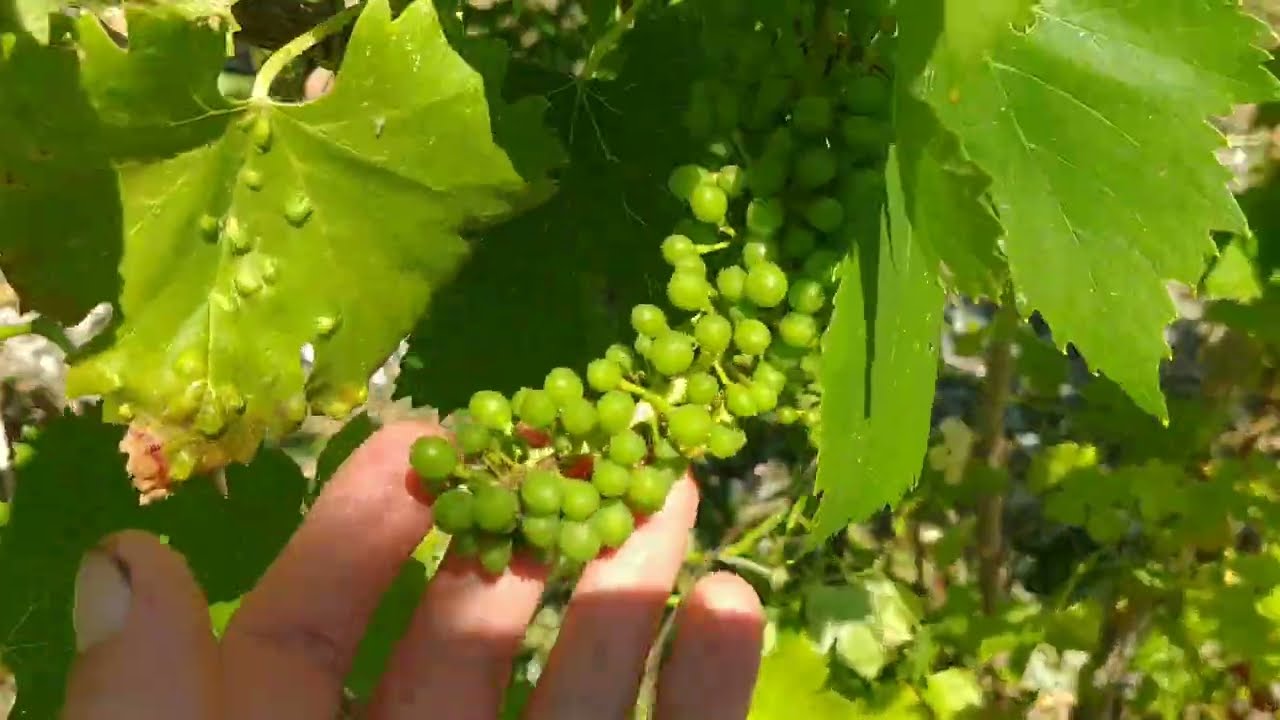 Tutti le viti con la Vite Maritata