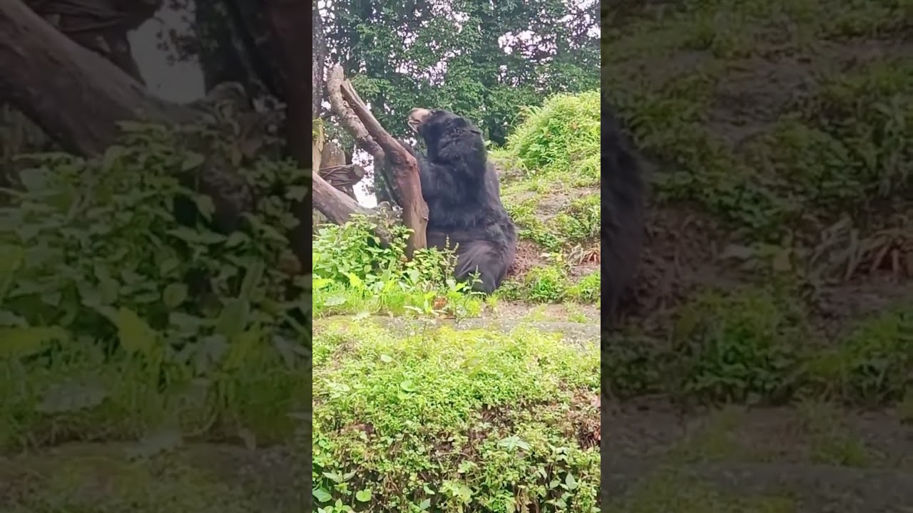 #Darjeeling#zoo
