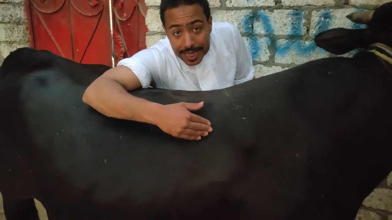 المعايير الأساسية لشراء عجل اللحم ( الجزء الأول)  🐂🥩