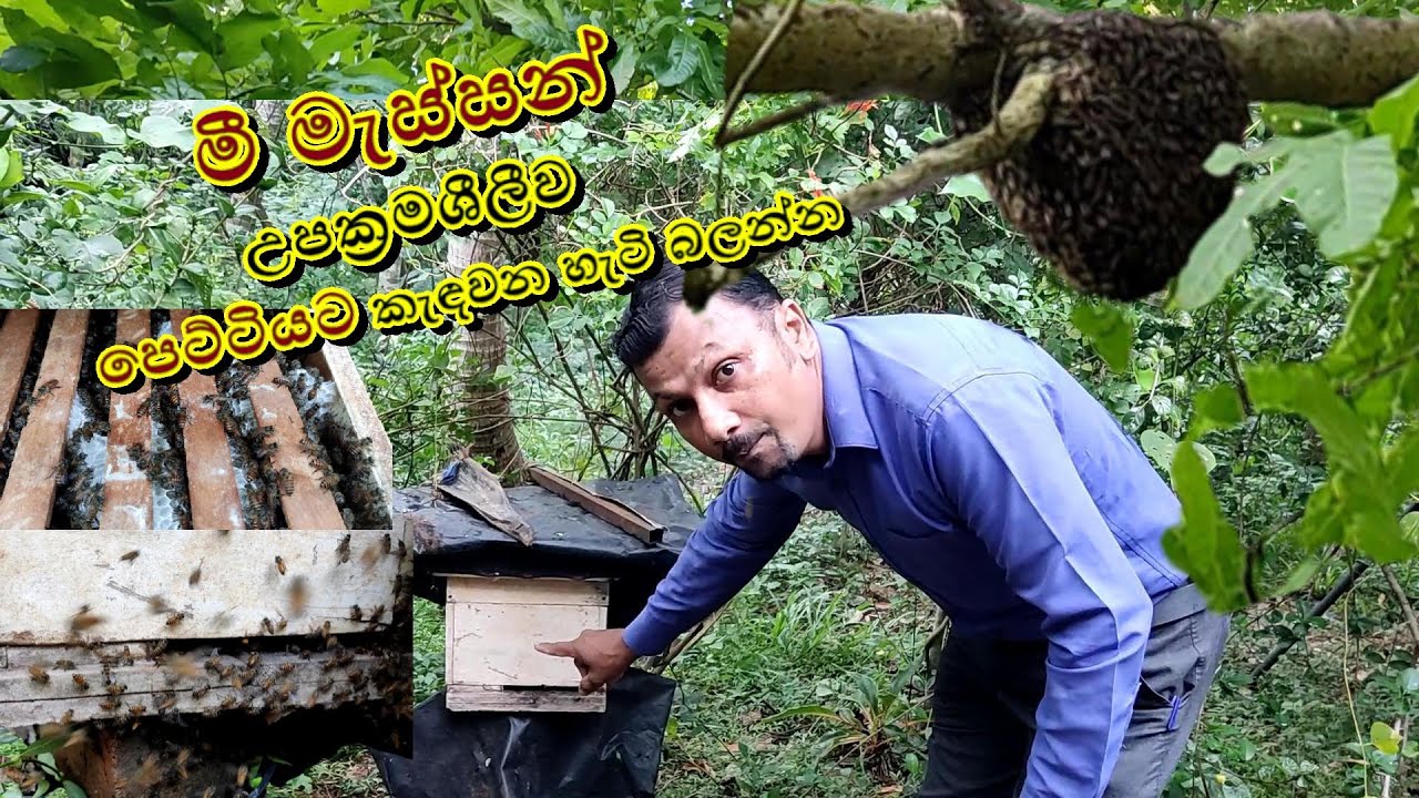 මී මැසි ජනපදයක් පෙට්ටිගත කිරීම