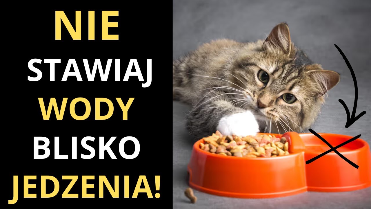 Nigdy Nie Stawiaj Wody Obok Jedzenia! Fatalny Błąd