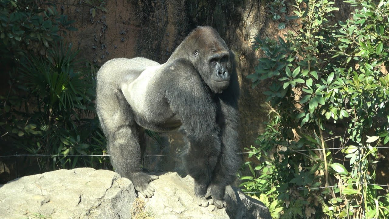 今日はゲンタロウが主役☺️　ゴリラ　【上野動物園】　2026年1月27日