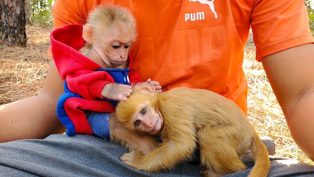 Ken Monkey and first friend