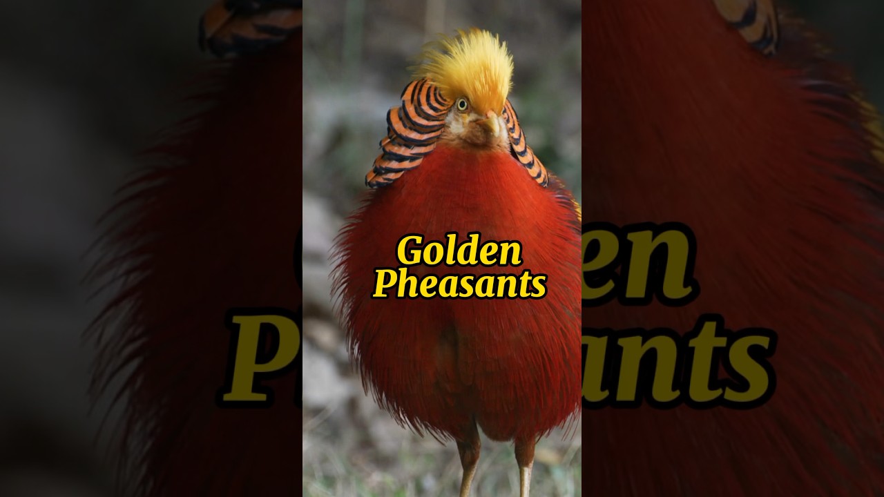 These Fancy Chickens have a Fun Courtship Dance! 🐓🕺 Golden Pheasant 🐦‍🔥
