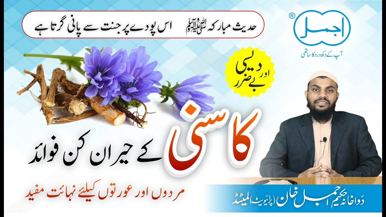 Kasni Ke Heran Kun Fayde | Chicory Benefits in urdu/hindi | Tukhme kasni ke fayde | Tibbe Nabawi