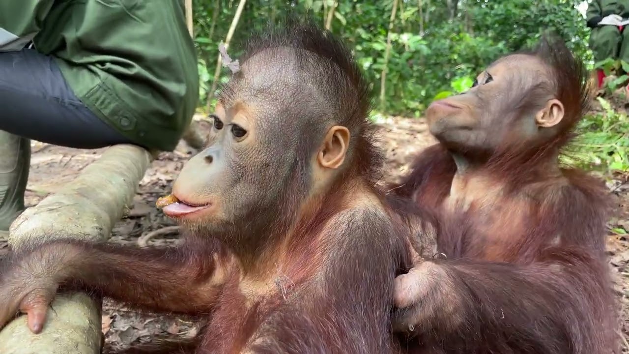 These Orangutans Turned Recess Into a Comedy Show