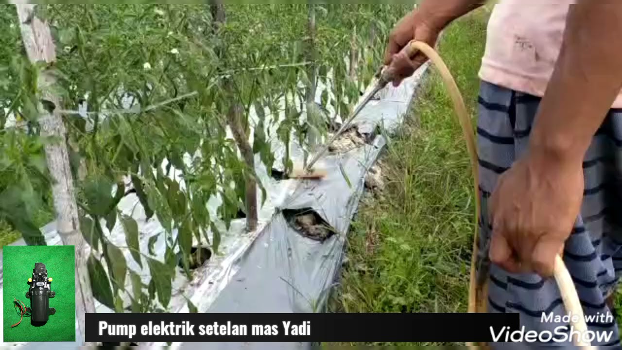 pemupukan kocor menggunakan pum elektrik+selang 100m