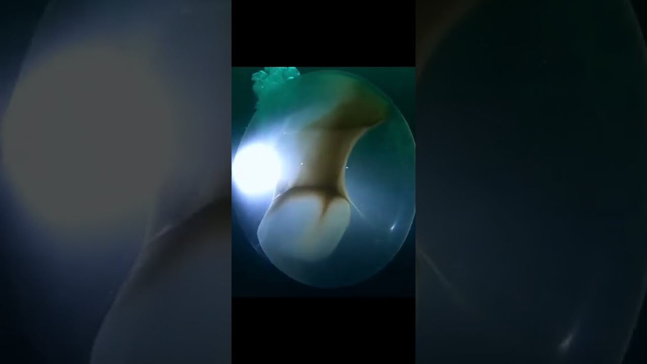Ovo de lula gigante encontrado na costa da Noruega. #lulagigante #geometriasagrada #shorts