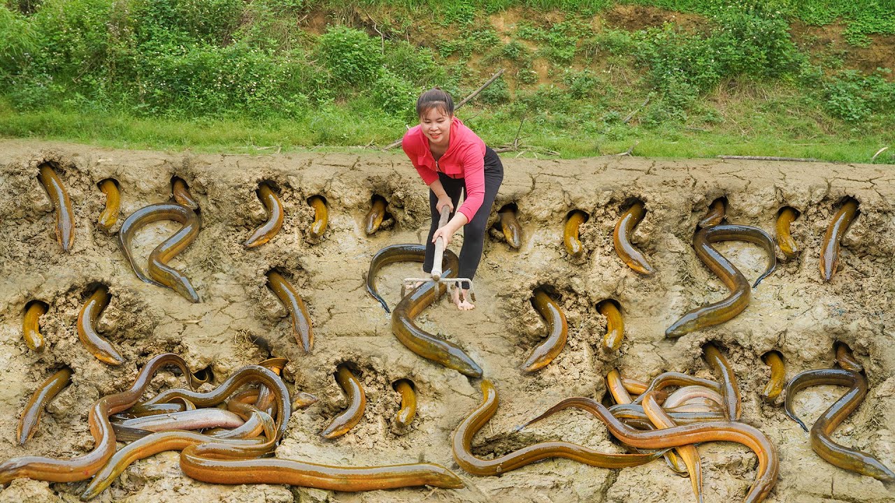Harvesting A Lot Of Eels At Mud Pond  Goes To Countryside Market Sell _Ly Tieu Toan