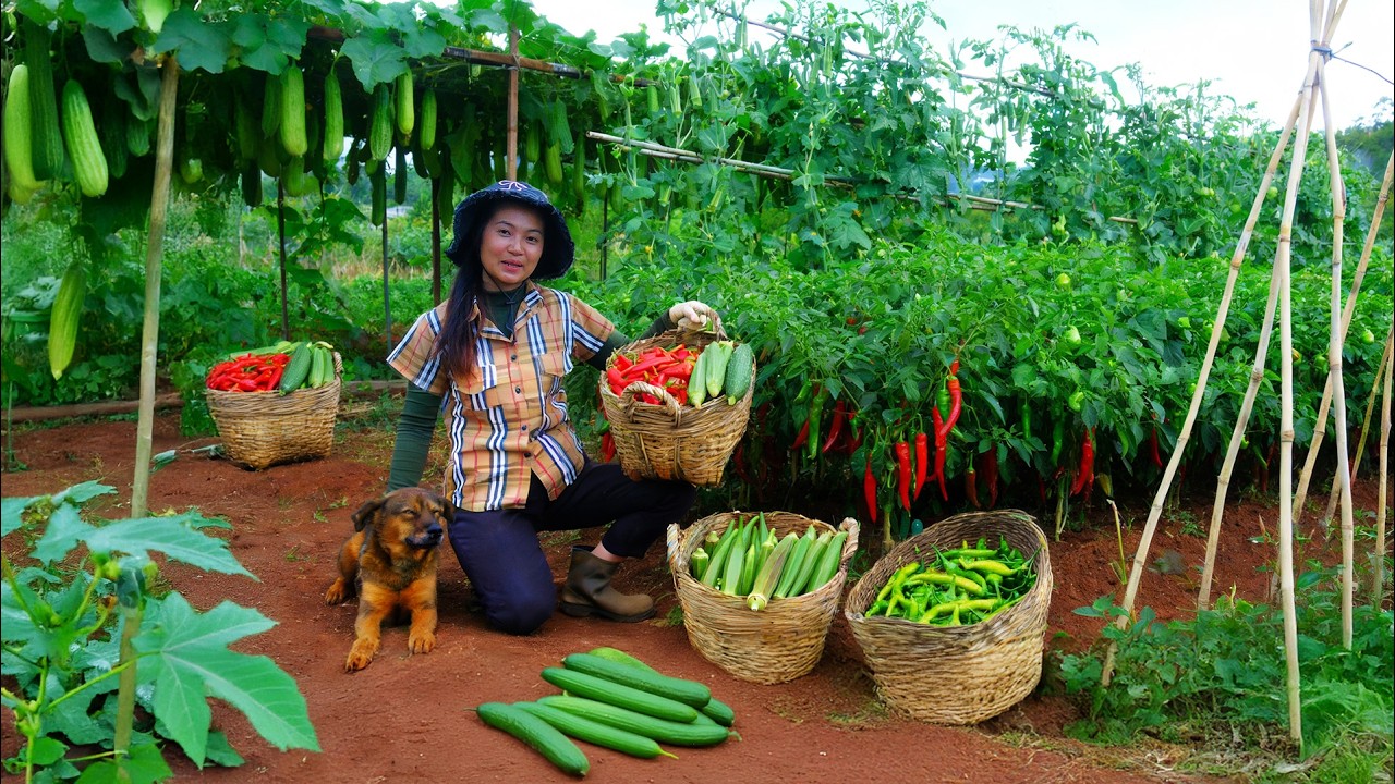 Harvest Chili, Okra, Cucumber To Sell At The Market – Expand The Duck Coop With My Brother