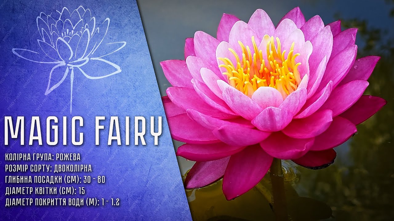 Nymphaea Magic Fairy - Німфея Магічна Фея