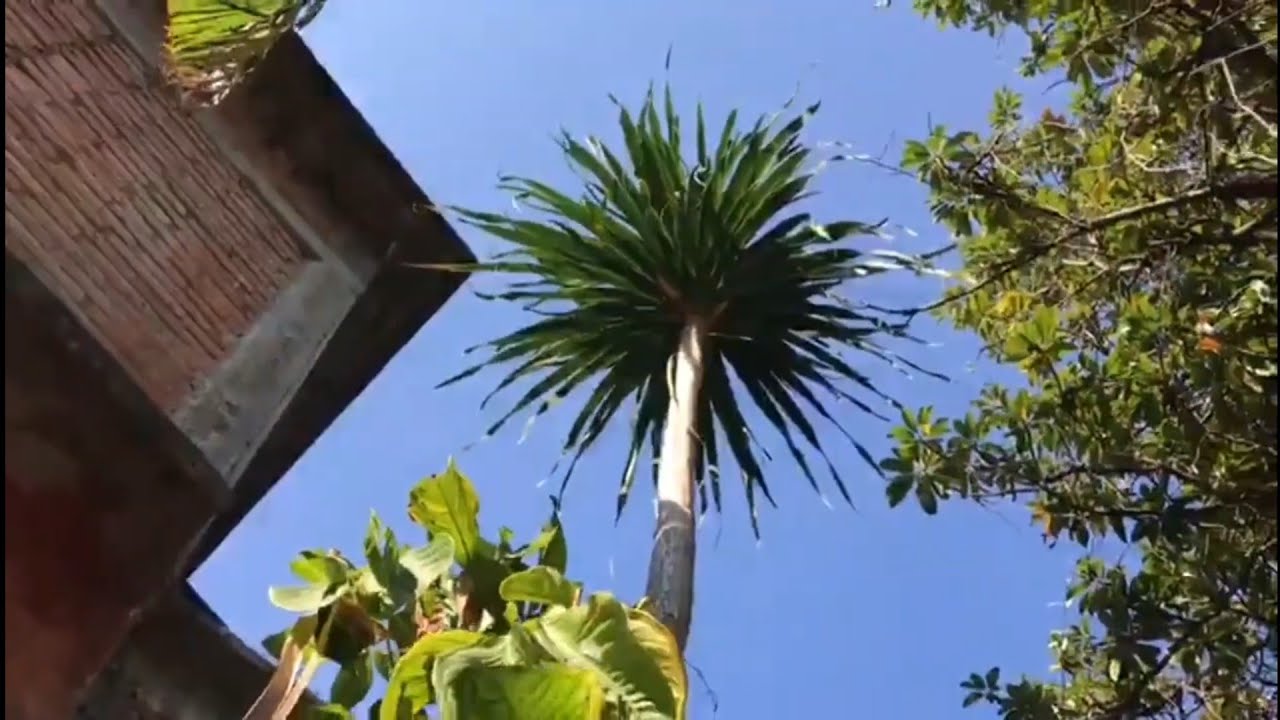 Una GIGANTESCA pata de elefante