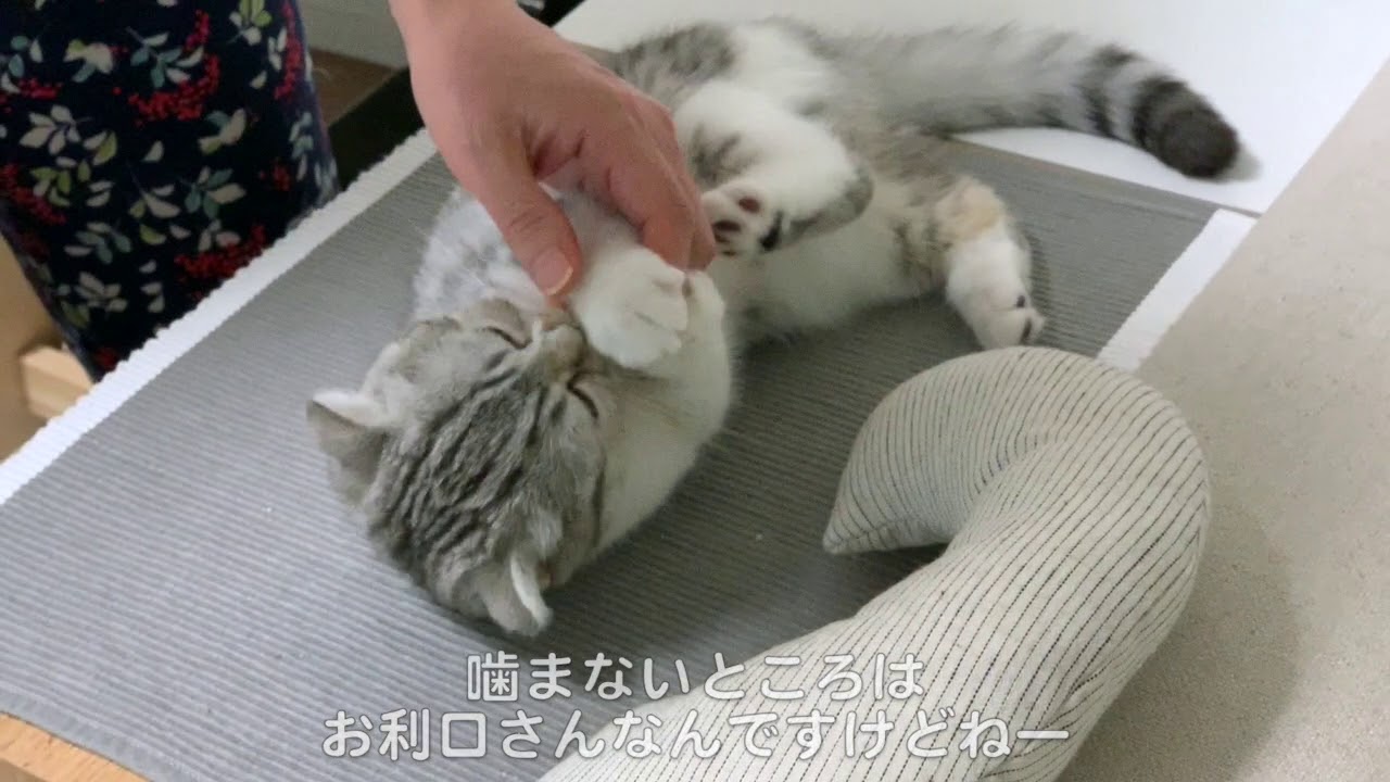 爪切り嫌いな猫の寝込みを襲うの巻［スコティッシュフォールド・ぐう］My cat does not like nail clippers.