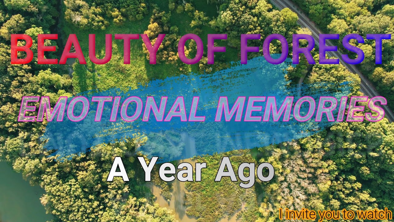 The Beautiful Forest | Emotional Memories | A Year Ago