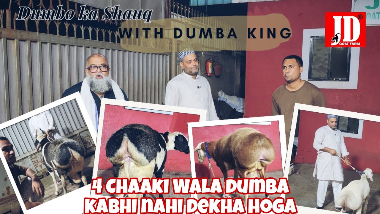 4 Chaaki wala Dumba | Dumbe ka Shauq Dumba King ke Sath | JD Goat Farm