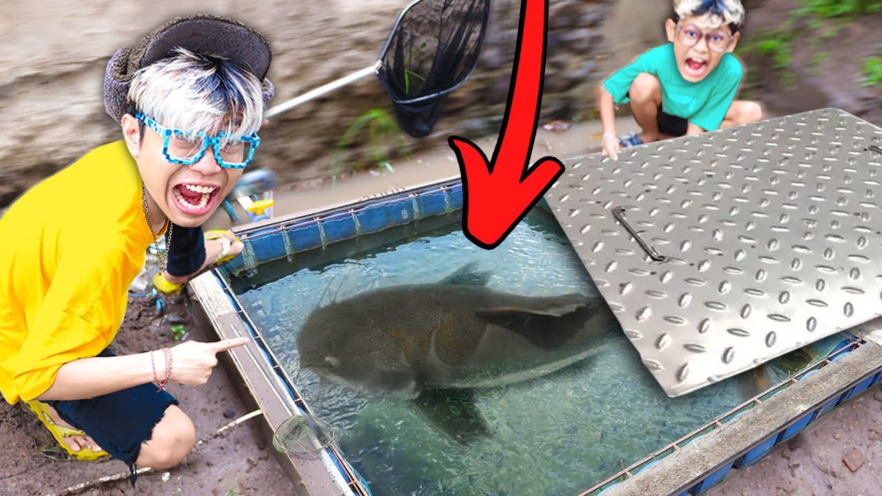 Kita Menemukan Saluran Got Berisi Ikan Predator Gigas Langka!!!