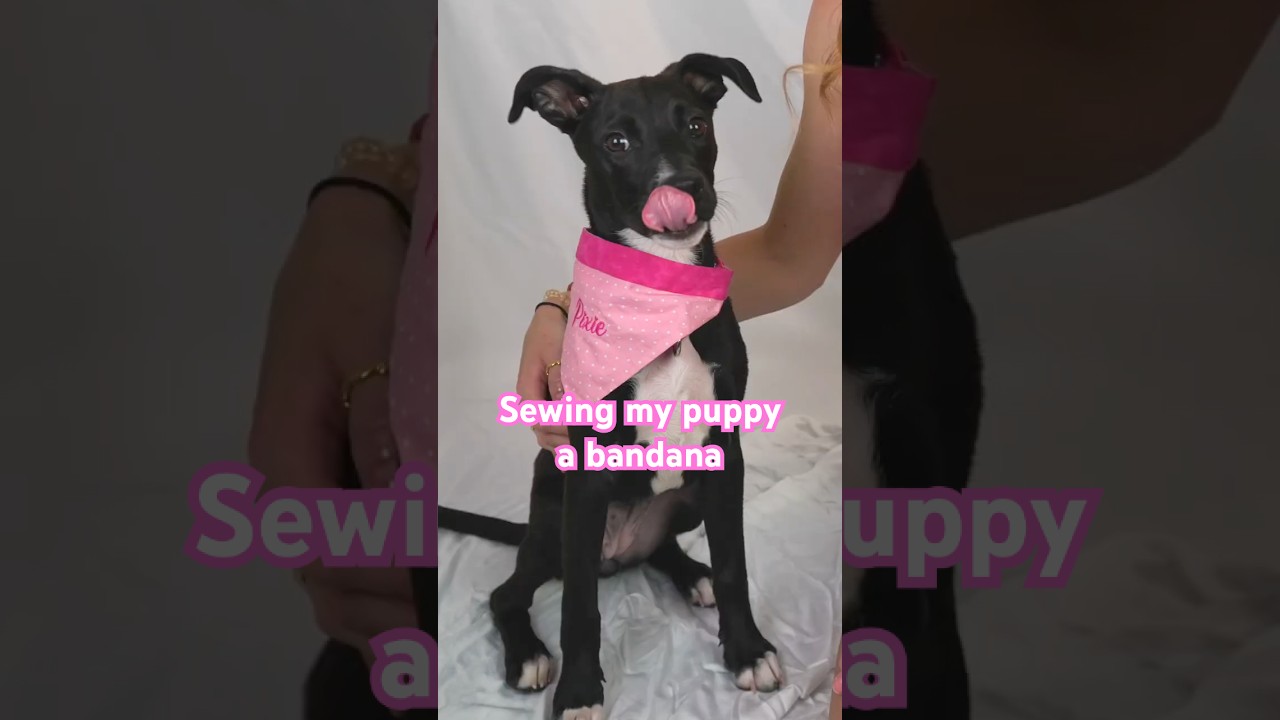 Part 2 sewing my new puppy a bandana #brothersewing #embroidery #brotherse630