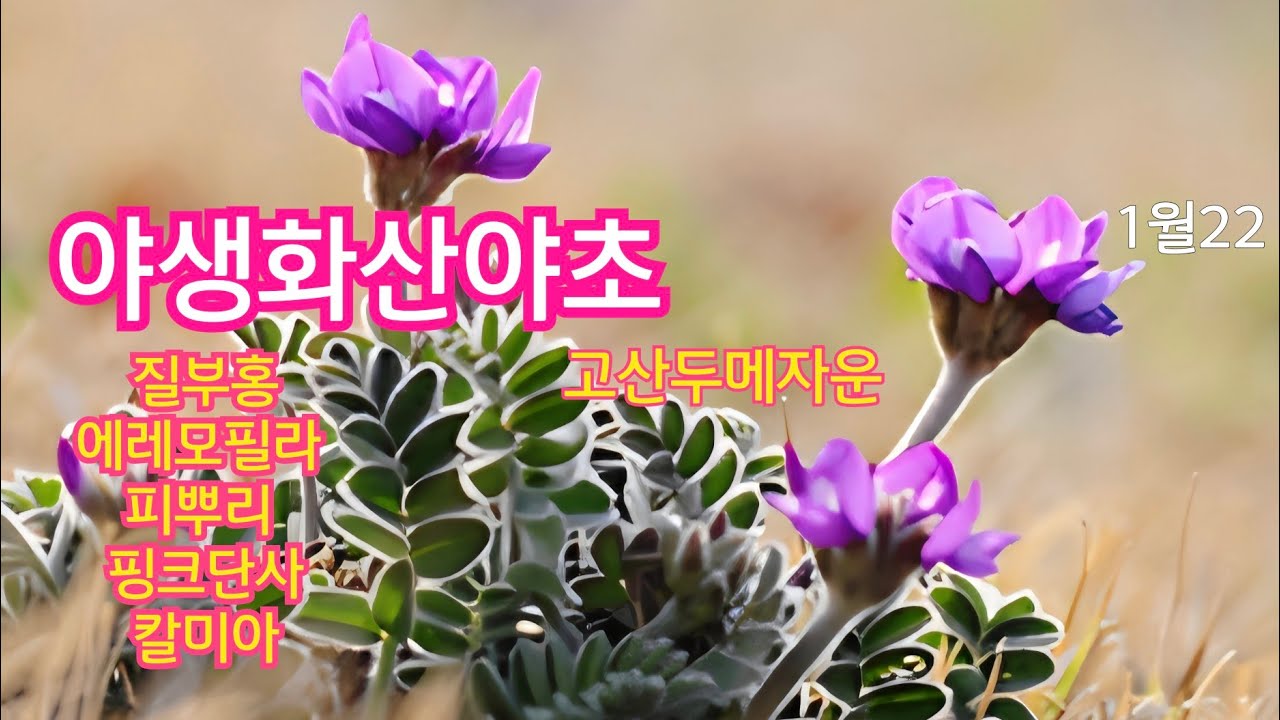 야생화산야초#무늬오엽송#피뿌리#흰가고소#에레모필라#가울테리아#삼지#칼미아#운용벗나무#유구마취목#히메사가#아네모네