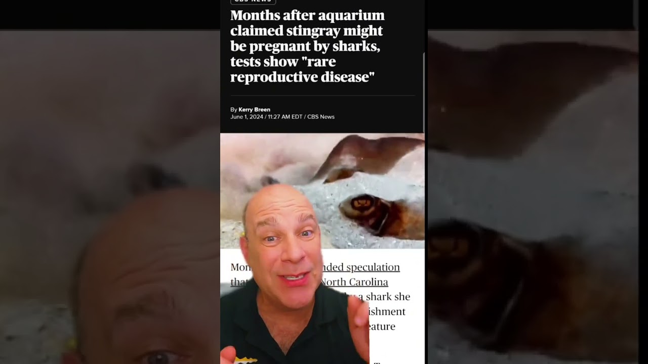 infertility doctor has solved the pregnant stingray with no man mystery