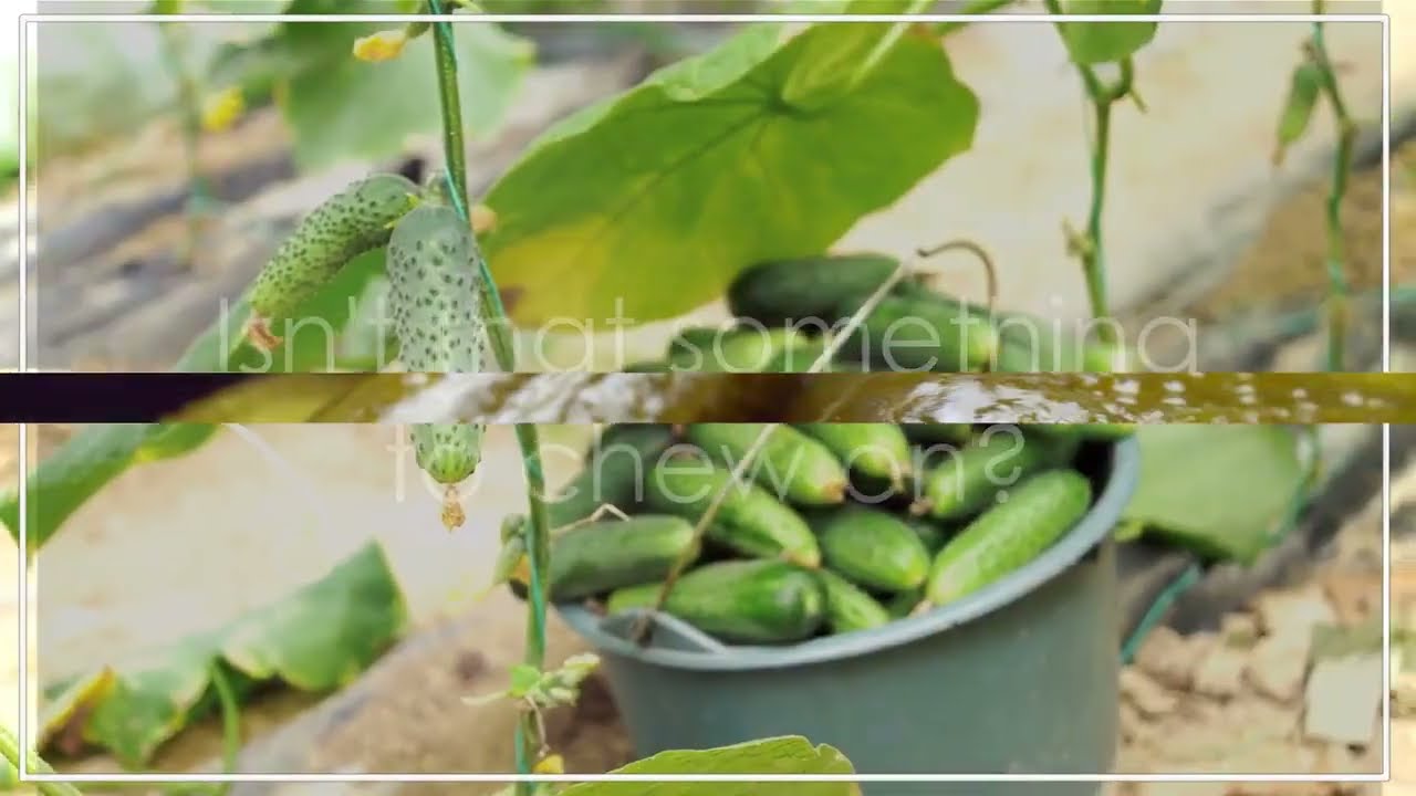 Growing Gherkins 101: Your Ultimate Guide to Homegrown Crunchy Pickles