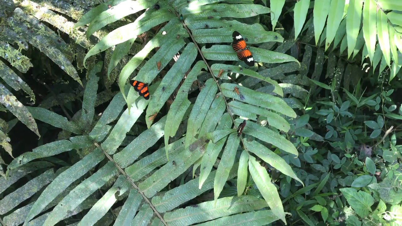 クサントクレスドクチョウHeliconius xanthocles ドリスドクチョウHeliconius doris &... 2019/10/21 Manu Road 1050m, Peru